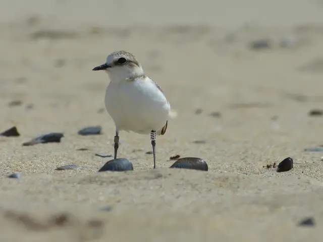 Gravelot a collier interrompu