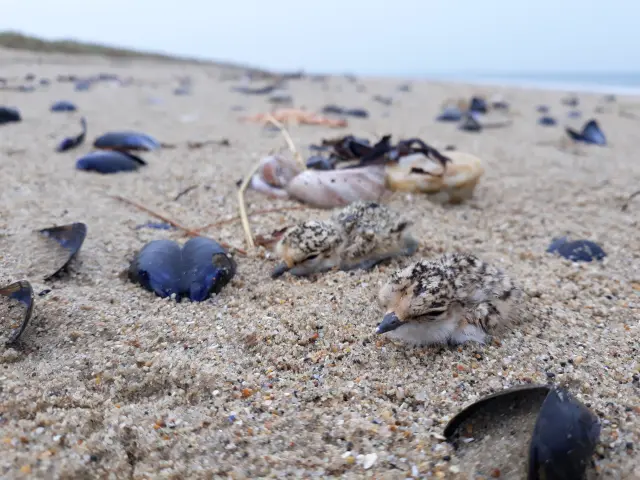 Bébé gravelot a collier interrompu