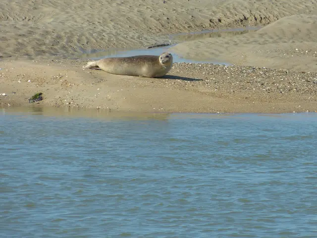 Un phoque repose sur une plage de sable près de l'eau