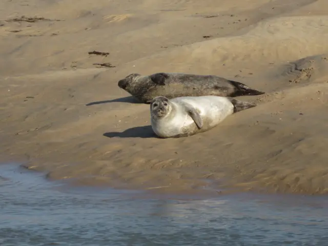 Deux phoques reposant sur une plage de sable