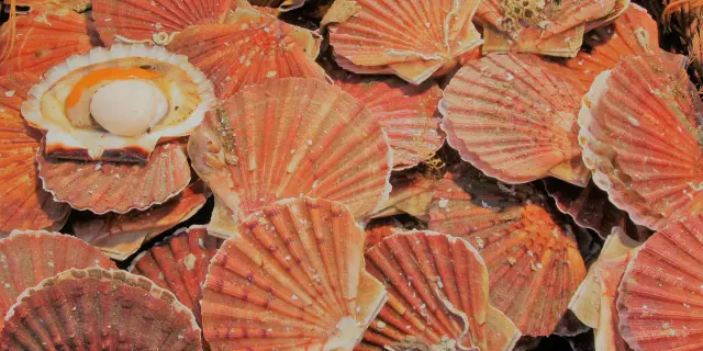 Coquilles Saint-Jacques fraîches sur un étal