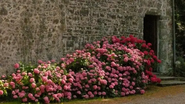 Steinkapelle mit rosa Blumen im Vordergrund