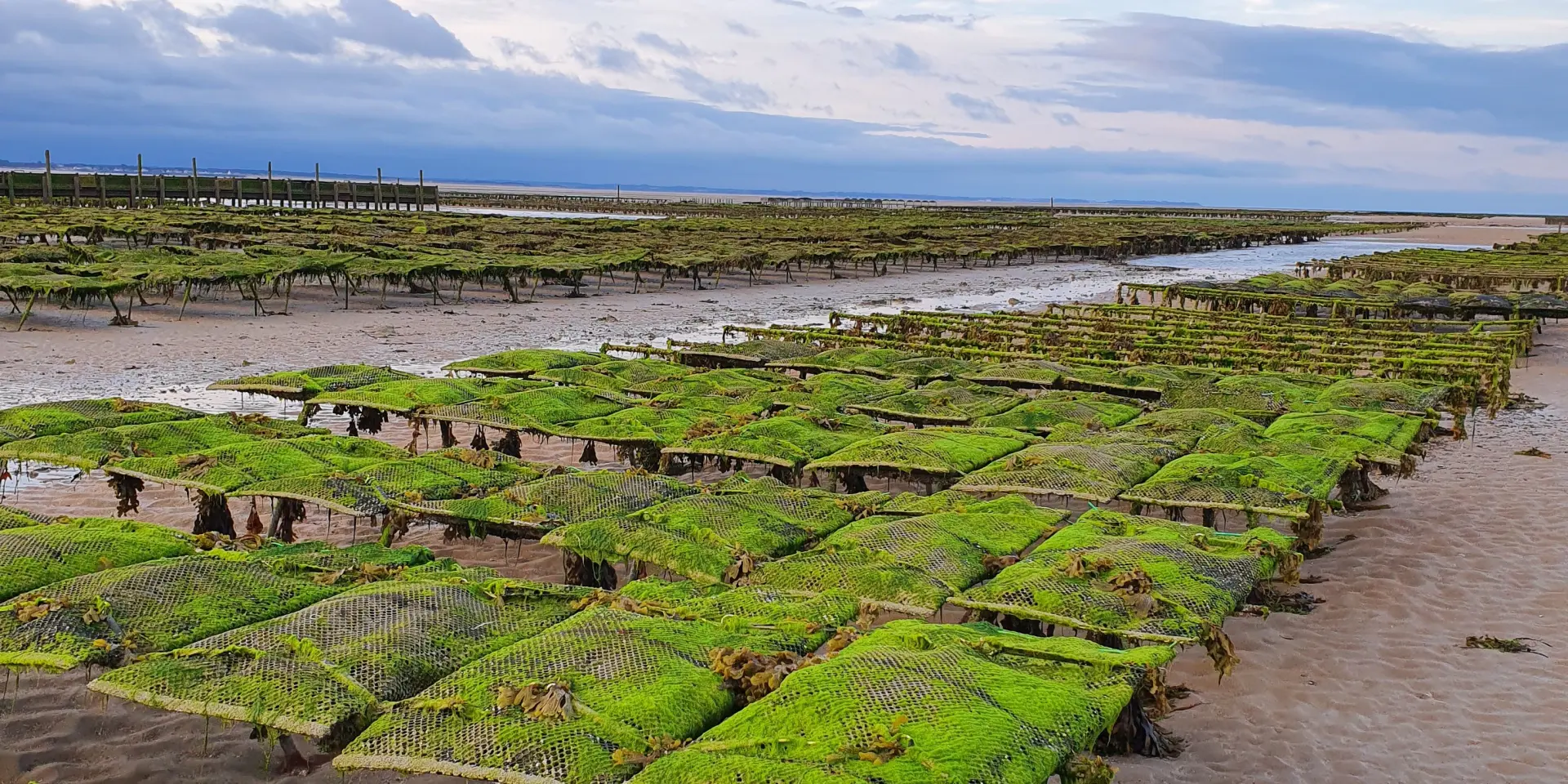 Parcs à huîtres à Agon Coutainville
