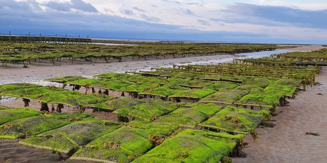 Parcs à huîtres à Agon Coutainville