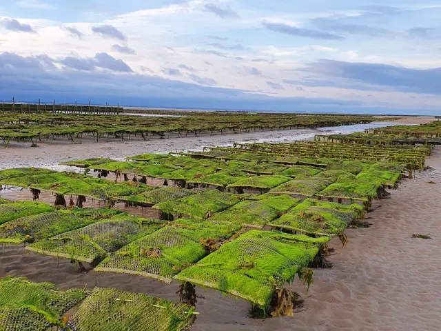 Parcs à huîtres à Agon Coutainville