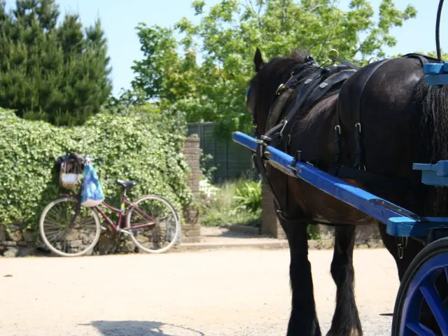 Ein Pferd, das vor einen blauen Karren gespannt ist, und ein Radfahrer auf einem Feldweg