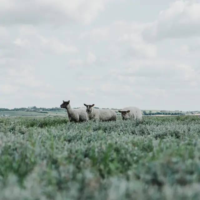 Moutons de pré-salé à la pointe d'Agon