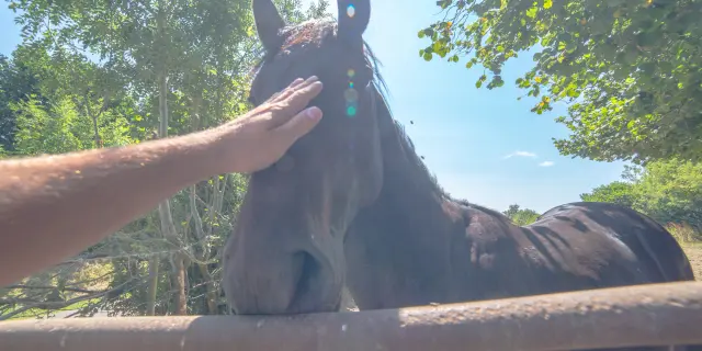 Une main caresse le museau d'un cheval derrière une barrière en bois