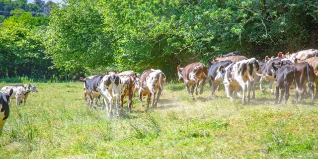 Troupeau de vaches marron et blanches en pâturage dans le bocage