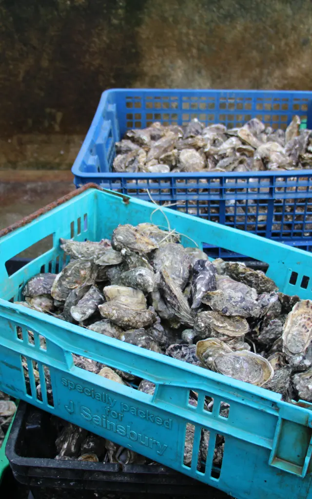 Plusieurs bacs remplis d'huîtres fraîches
