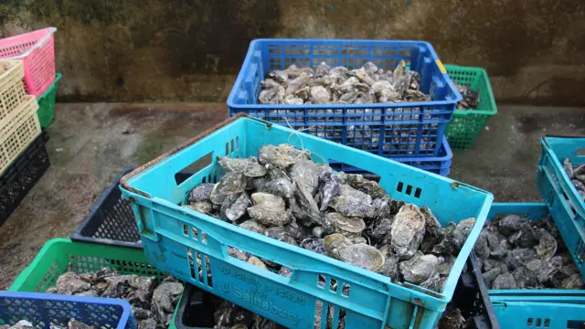 Plusieurs bacs remplis d'huîtres fraîches