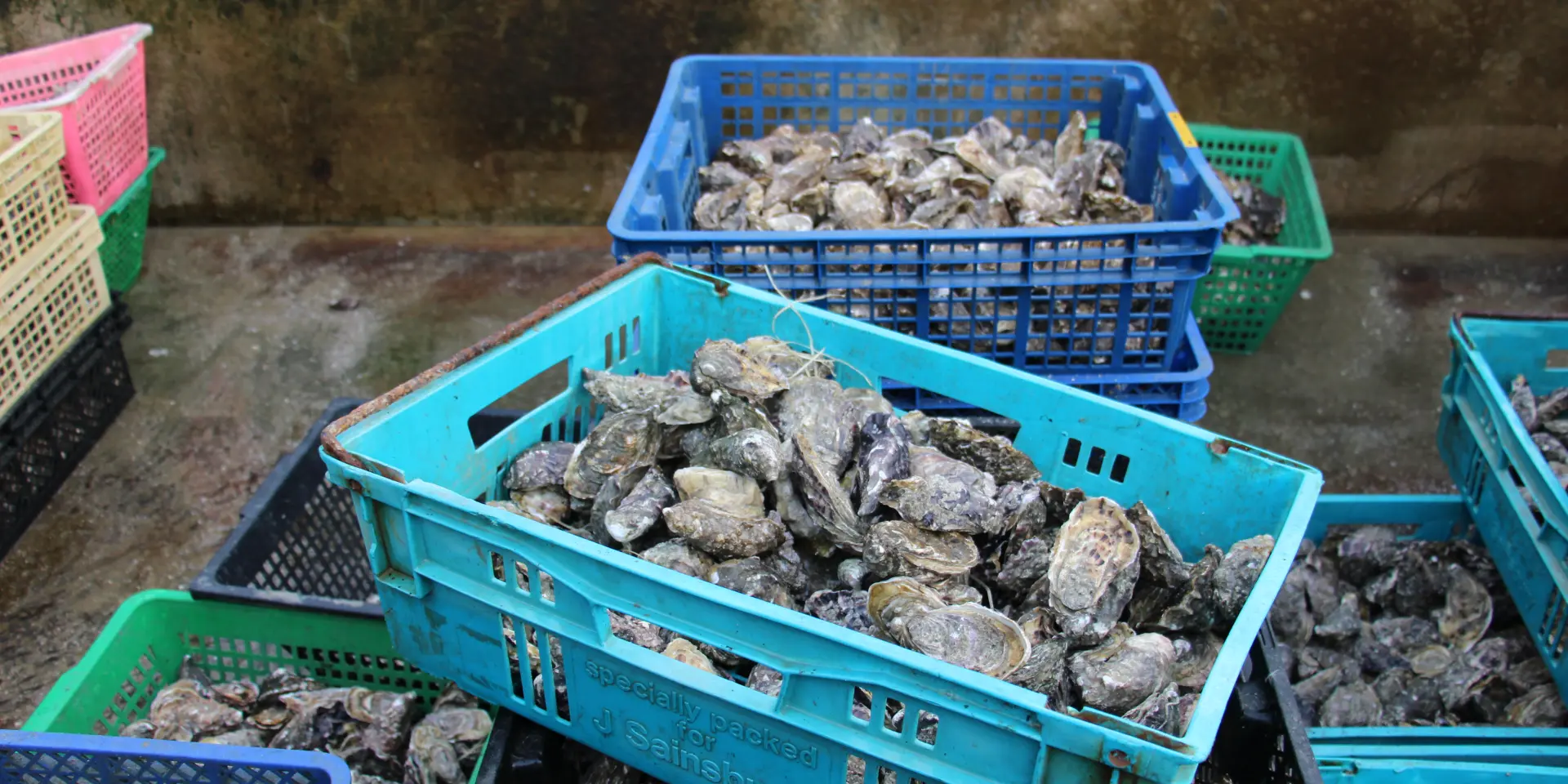 Caisses d'huîtres
