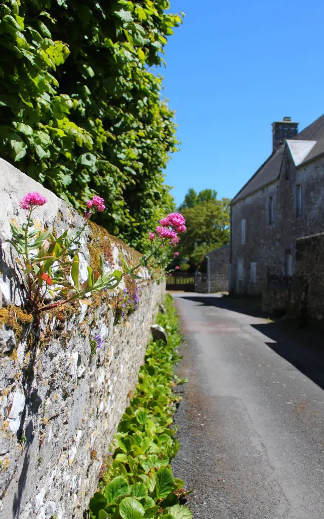Une rue étroite bordée de murs de pierre avec des fleurs roses et des plantes vertes à Regnéville sur Mer