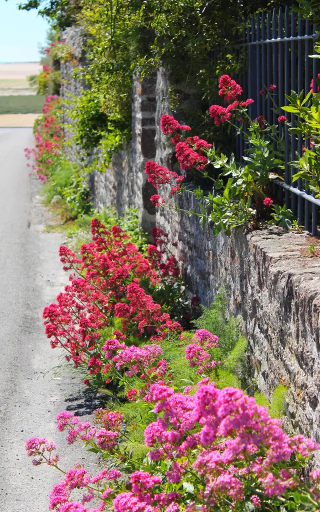 Fleurs roses en pleine floraison le long d'une ruelle à Regnéville sur Mer