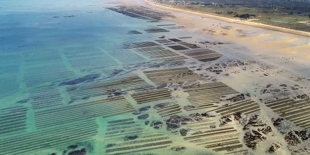 Plage de Blainville sur mer, vue des parcs à huîtres en drône