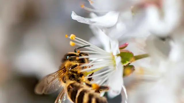 Une abeille butine sur une fleur blanche