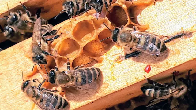 Abeilles sur des cadres de ruche en cire d'abeille