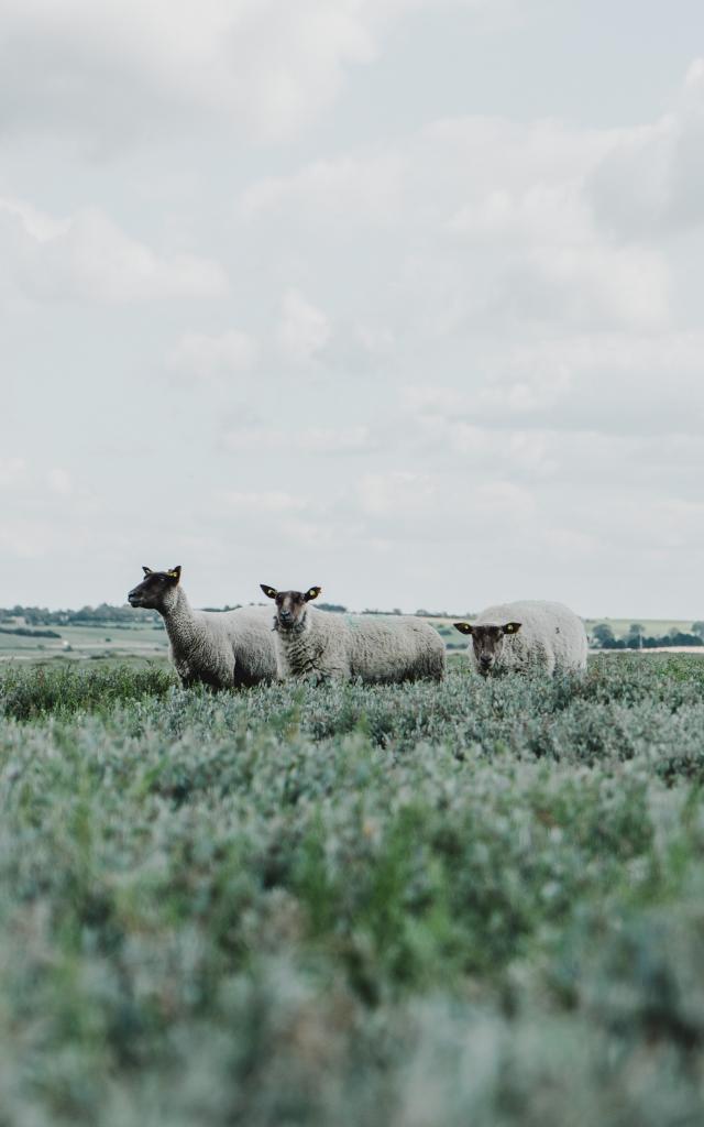 Moutons de pré salé à la pointe d'Agon