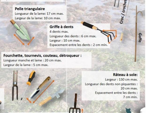 Les bons outils pour la pêche à pied