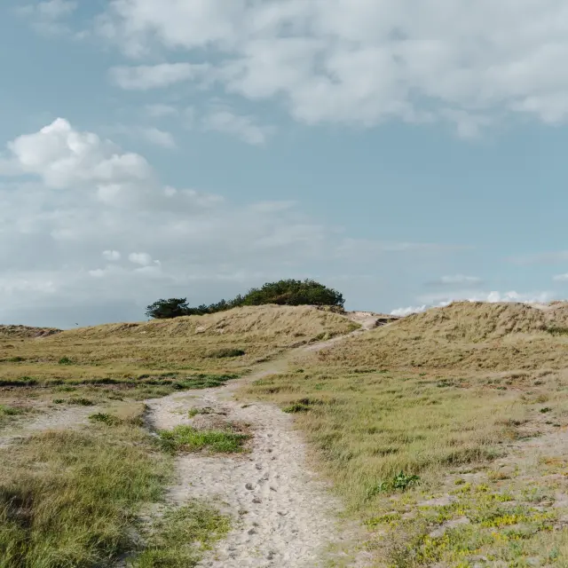 Ein Erdpfad durchquert grasbewachsene Dünen unter einem blauen Himmel mit weißen Wolken