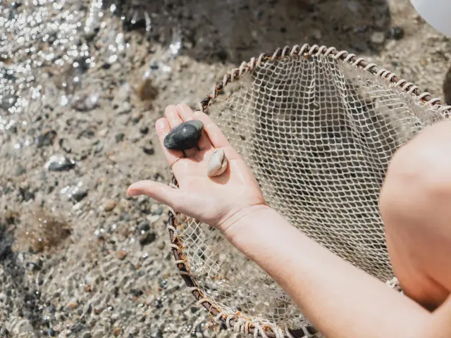 Une main tenant des coquillages près d'un filet de pêche