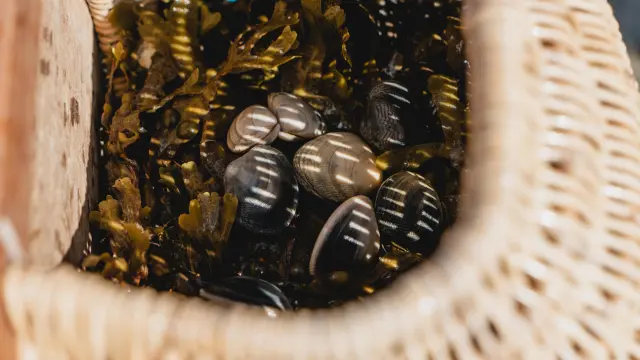 Coquillages et algues dans un panier en osier