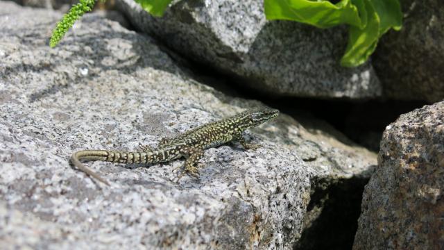 Lézard Des Murailles (podarcis Muralis)