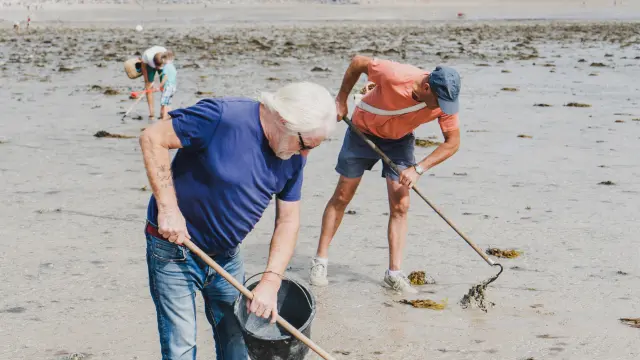 Zwei Personen sammeln Seetang am Strand mit Rechen und Eimern