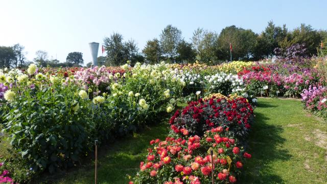 Festival Dahlias Et Jardins En Liberté Lycée Coutances (4)