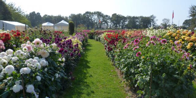 Festival Dahlias Et Jardins En Liberté Lycée Coutances (9)