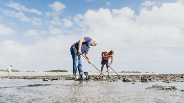 Deux personnes ramassent des coquillages durant la pêche à pied sur une plage à marée basse à Agon Coutainville