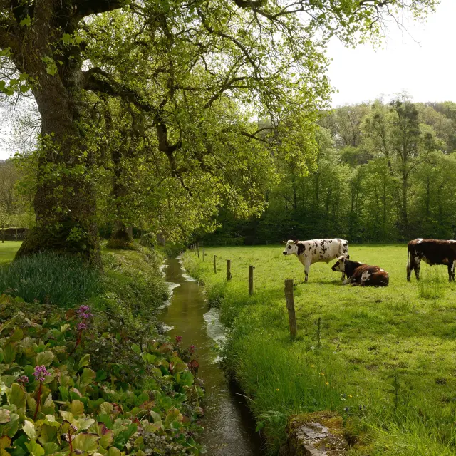 Vaches dans un champ prés du ruisseau à l'Abbaye de Hambye