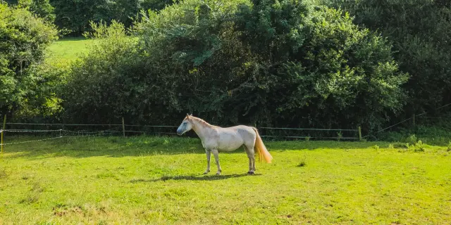 Ein weißes und braunes Pferd in einer grünen Wiese umgeben von Bäumen
