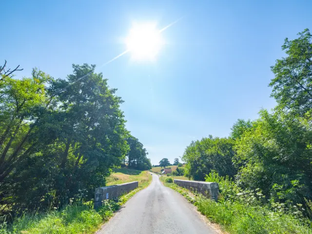 Sunny countryside road bordered by trees and vegetation