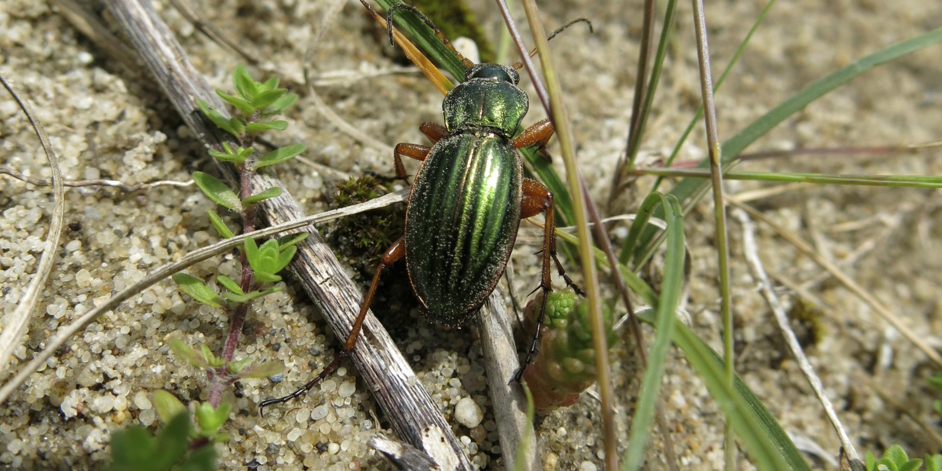 Carabe Dorée