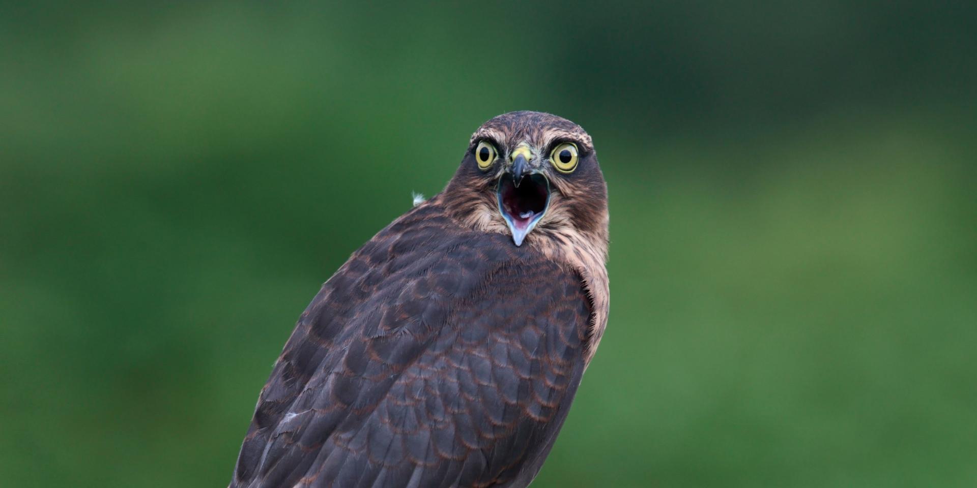 Sparrowhawk Accipiter nicus on post calling Potton Bedfordshire.