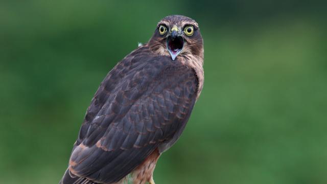 Sparrowhawk Accipiter nicus on post calling Potton Bedfordshire.