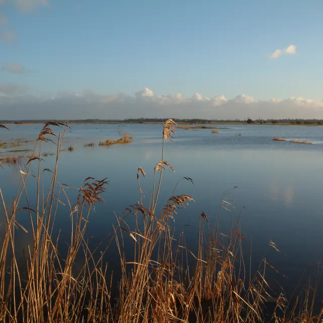 marais du Cotentin : marais blanc