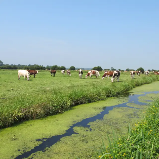 Vachers au bord d'un canal dans les marais du Cotentin en été