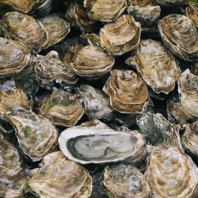 Fresh oysters arranged on a bed of crushed ice