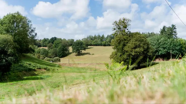 Ein grünes Feld mit Bäumen und einem blauen Himmel mit weißen Wolken
