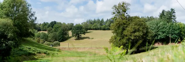 A green field with trees and a blue sky dotted with white clouds