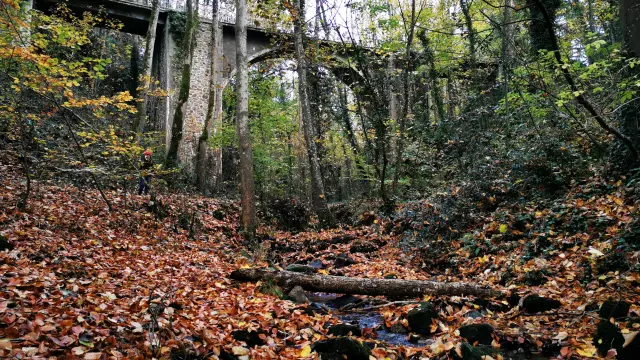 Sentier en forêt bordé de feuilles mortes et de conifères
