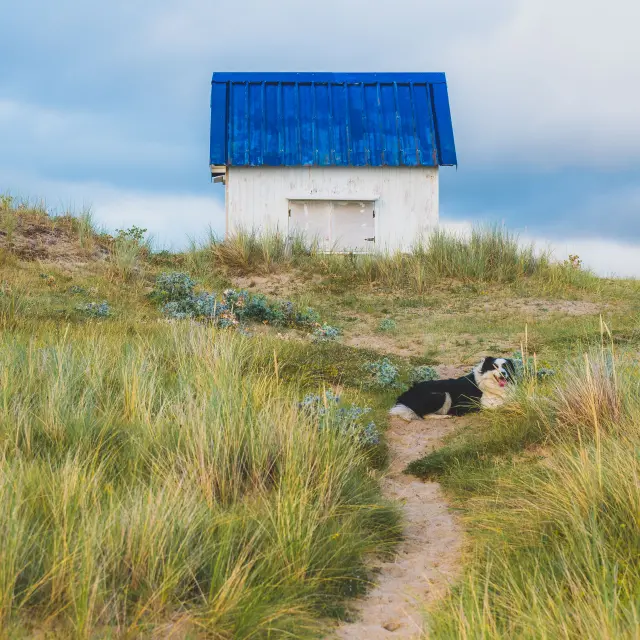 Chien noir et blanc sur un sentier menant à une cabine de Gouville-sur-Mer