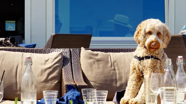 Un chien assis sur un canapé extérieur avec des verres et des bouteilles sur la table