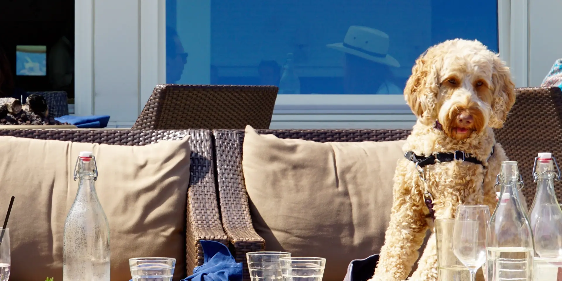 Un chien assis sur un canapé extérieur avec des verres et des bouteilles sur la table