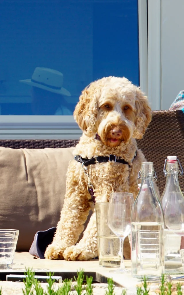 Au restaurant avec son chien toutourisme