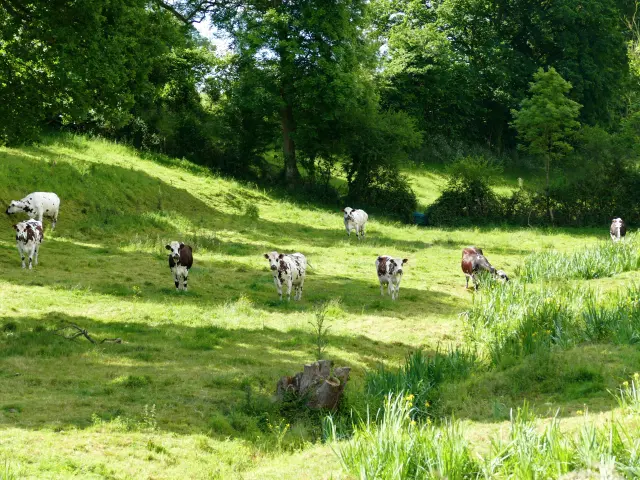 A group of cows grazing in a green field