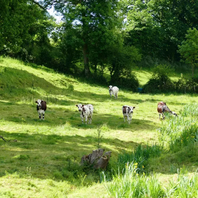 Eine Gruppe von Kühen, die auf einer grünen Wiese grasen