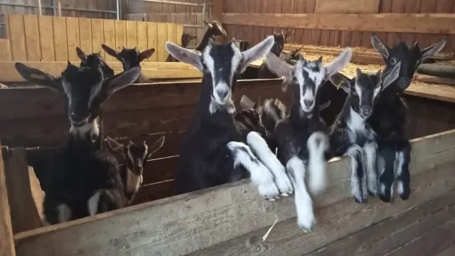 Plusieurs chèvres dans un enclos en bois